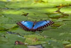 Himmelsfalter (Morpho peleides)