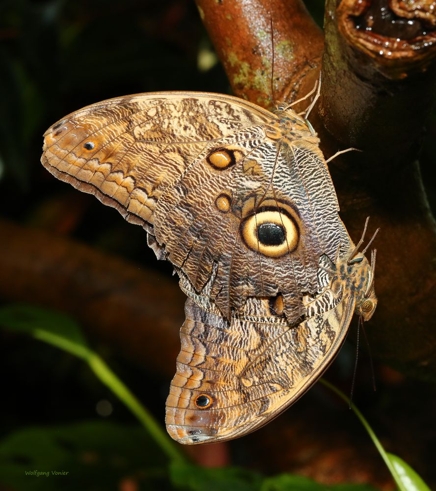 Himmelsfalter-Morpho peleides bei der Paarung