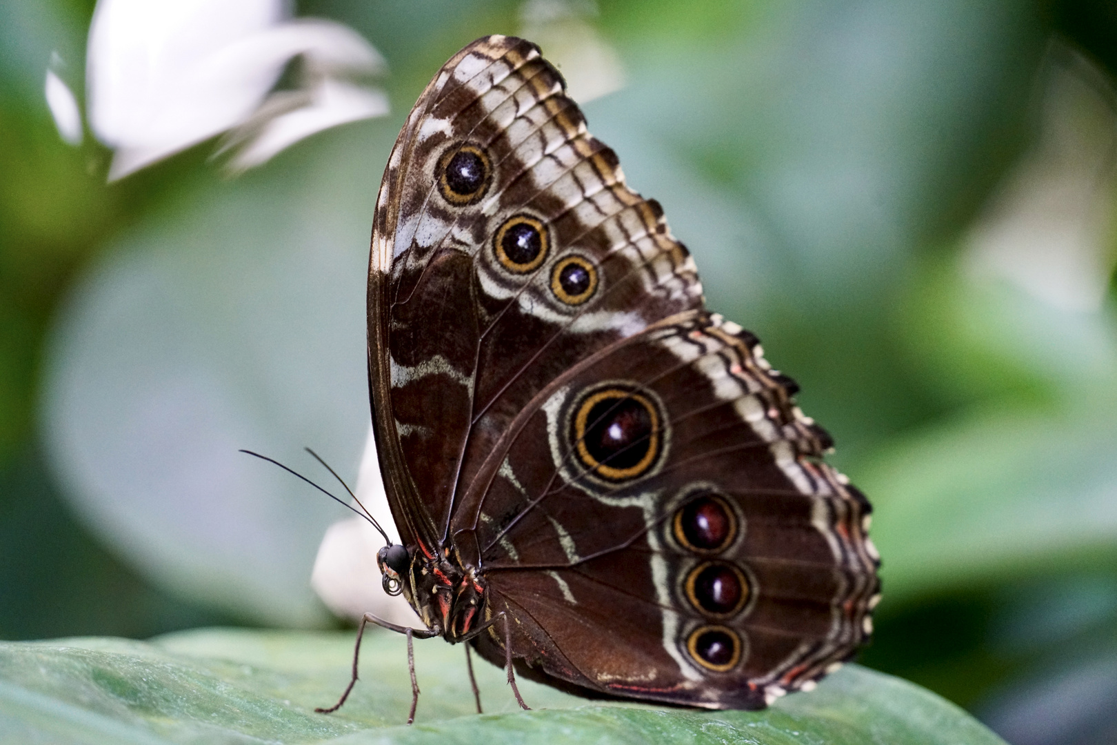 Himmelsfalter (Morpho peleides)