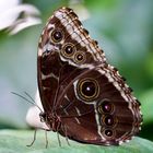 Himmelsfalter (Morpho peleides)