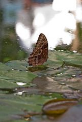 Himmelsfalter (Morpho peleides)