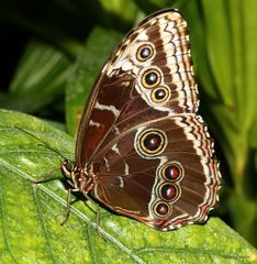 Himmelsfalter (Morpho peleides)