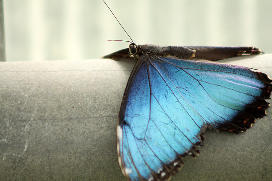 Himmelsfalter (Morpho peleides)