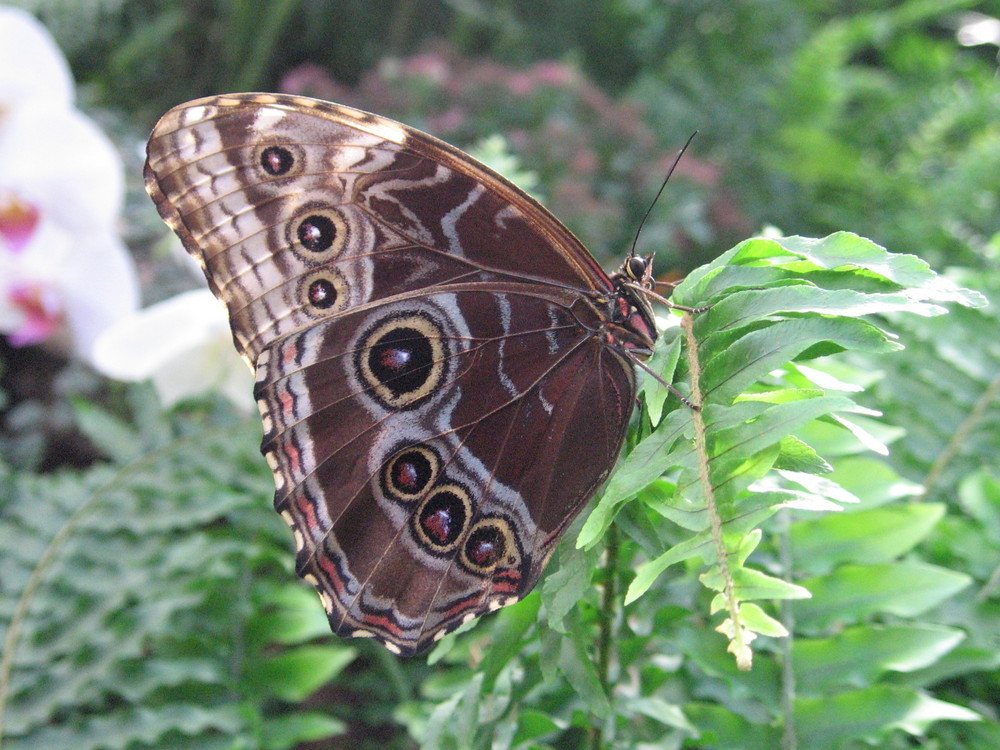 Himmelsfalter (Morpho species)