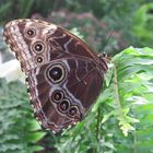 Himmelsfalter (Morpho species)