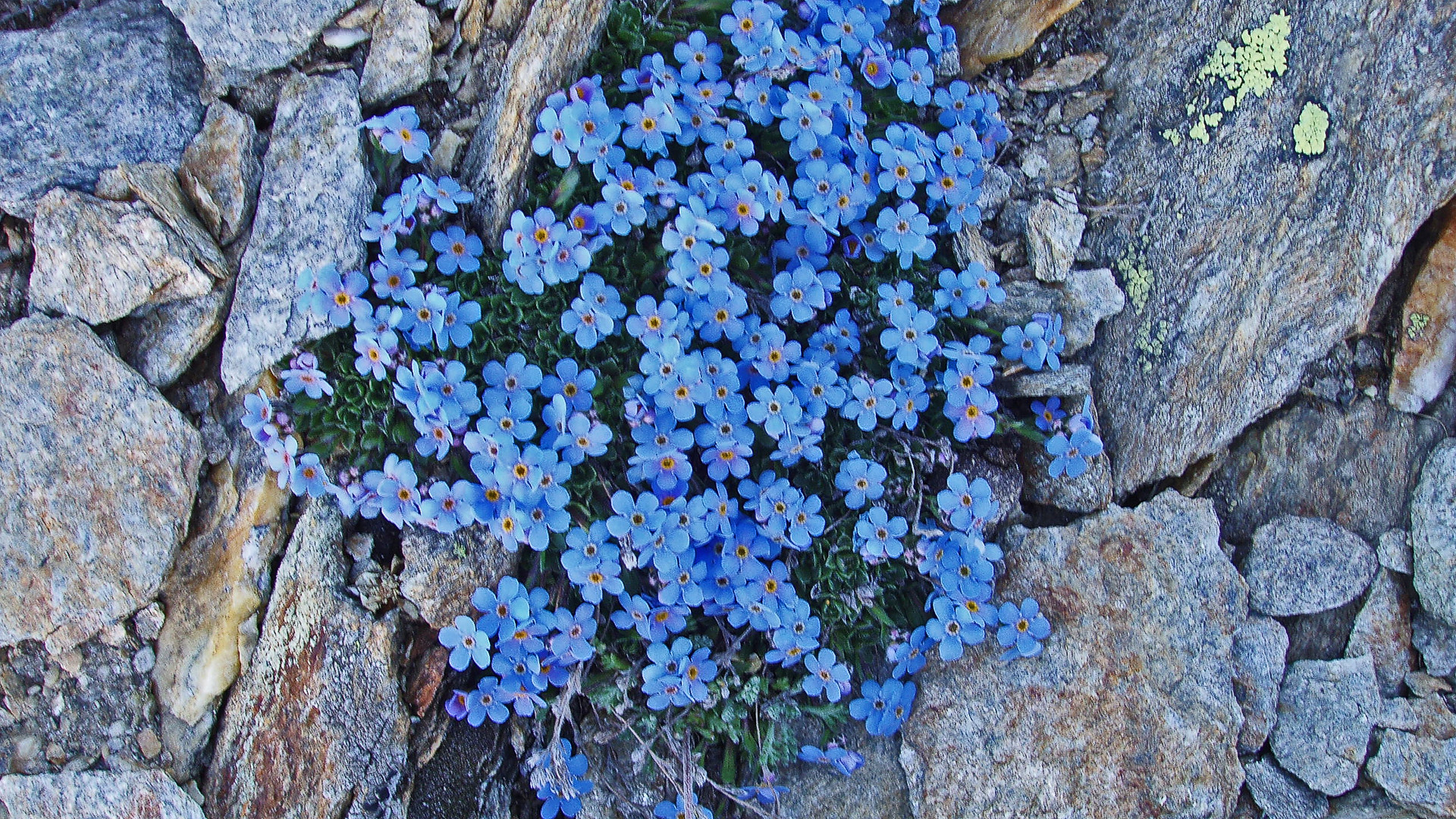 Himmelsherold - Eritrichium nanum der "König der Alpenpflanzen"...