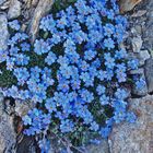 Himmelsherold - Eritrichium nanum der "König der Alpenpflanzen"...