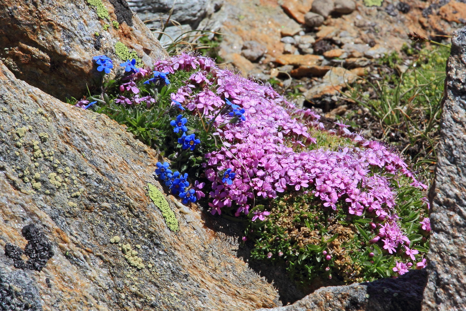 Himmelsherold und Alpen-Polsternelke