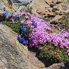 Himmelsherold und Alpen-Polsternelke