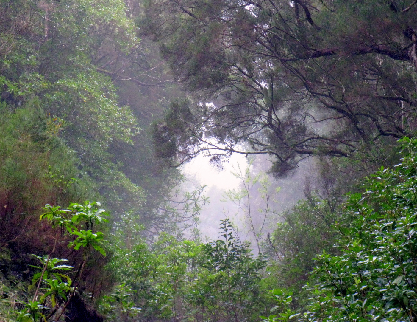 Himmelsloch im Regenwald