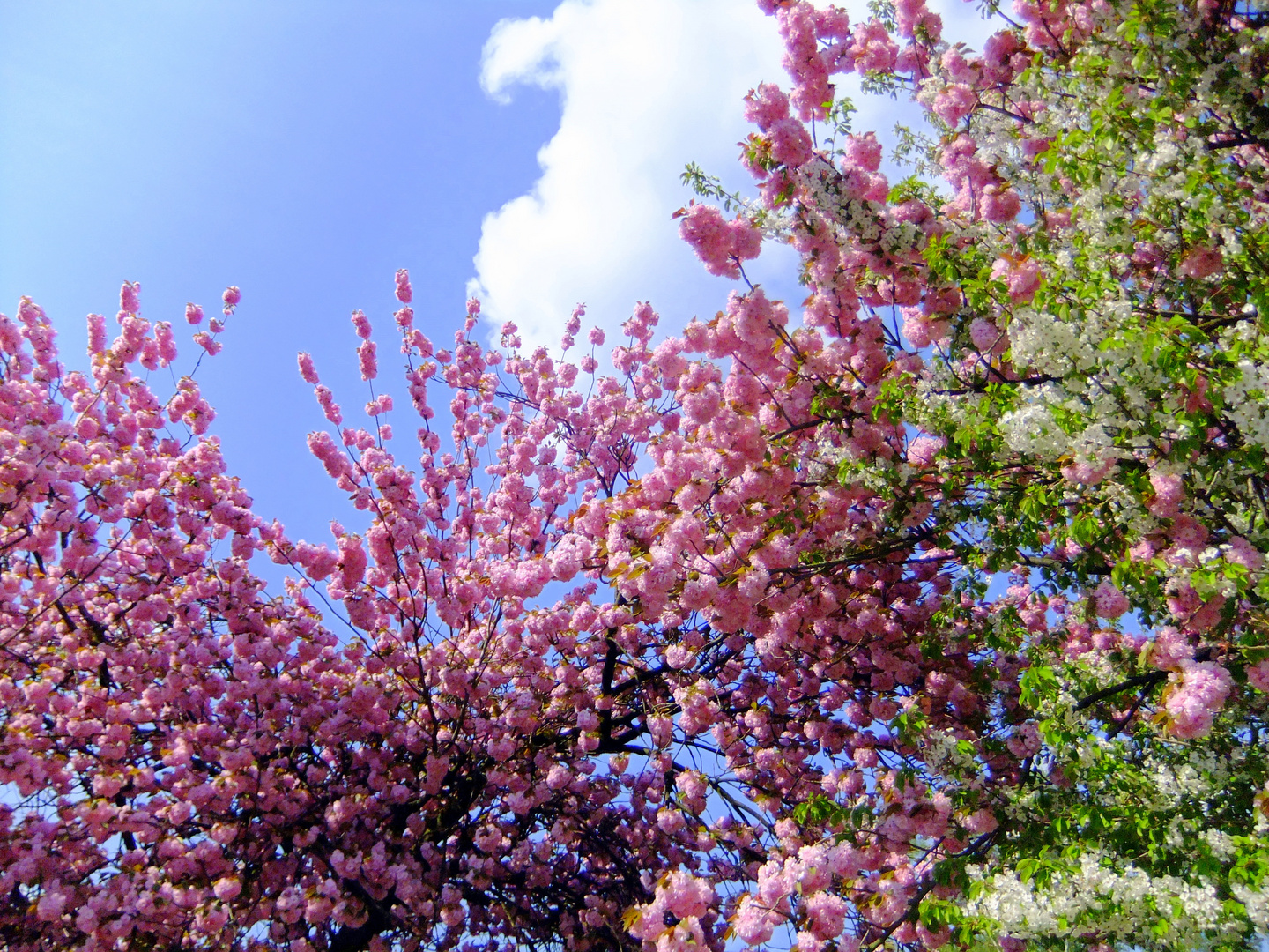 Himmelsnahe Blüten