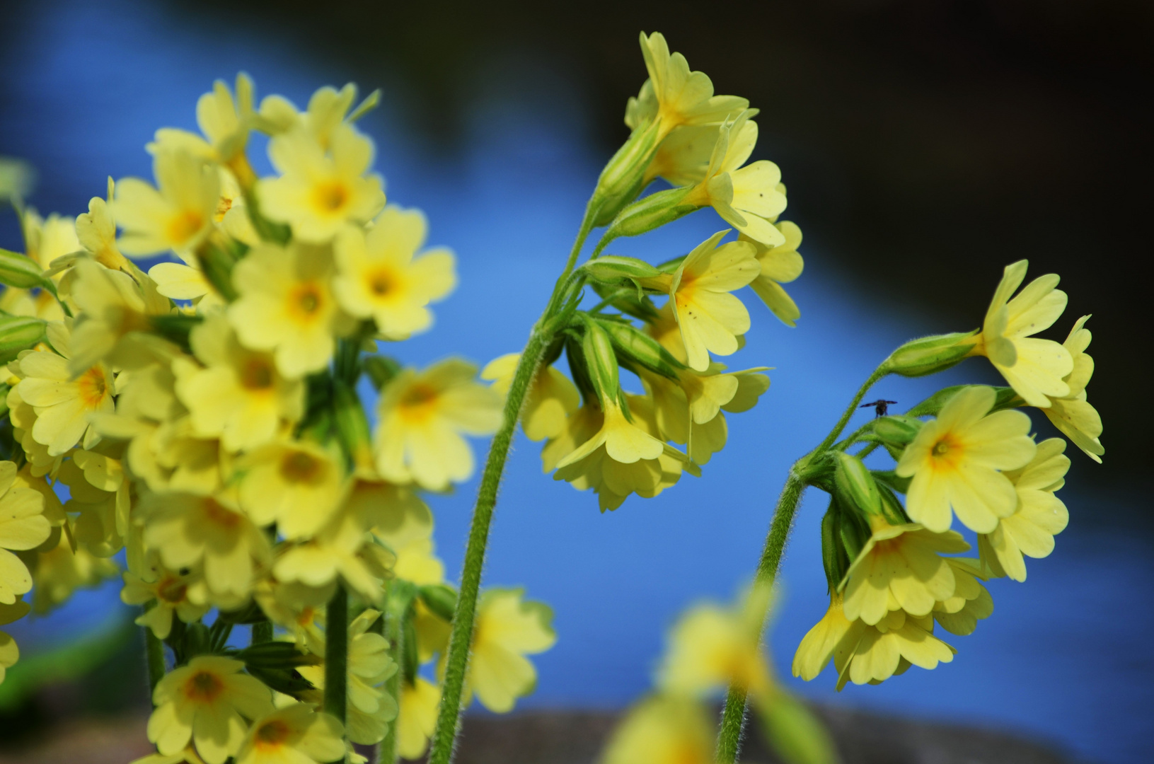 Himmelsschlüssel - Primula eliator