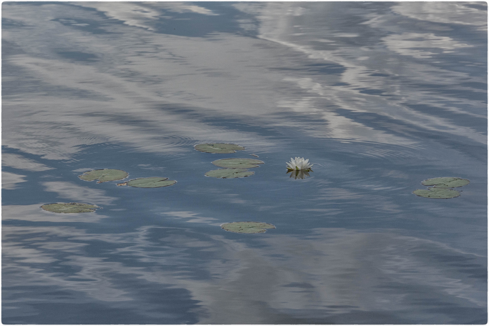 Himmelsspiegelung mit Seerose