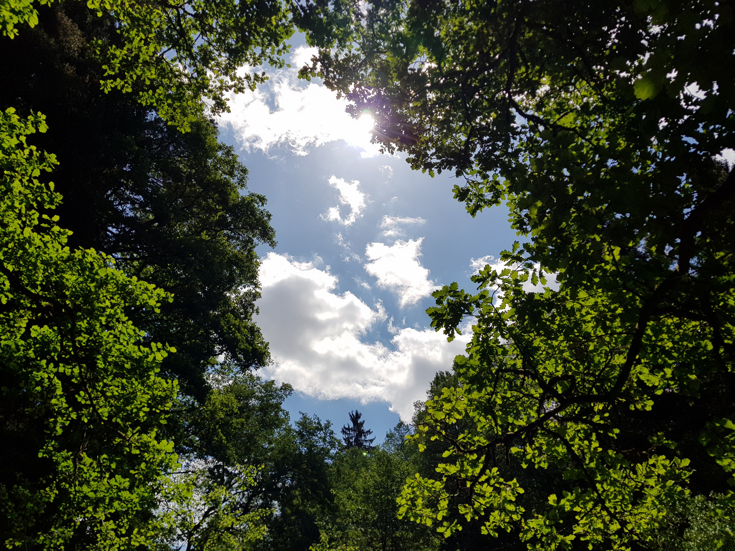 Himmelstor Foto & Bild landschaft, himmel, wald Bilder auf