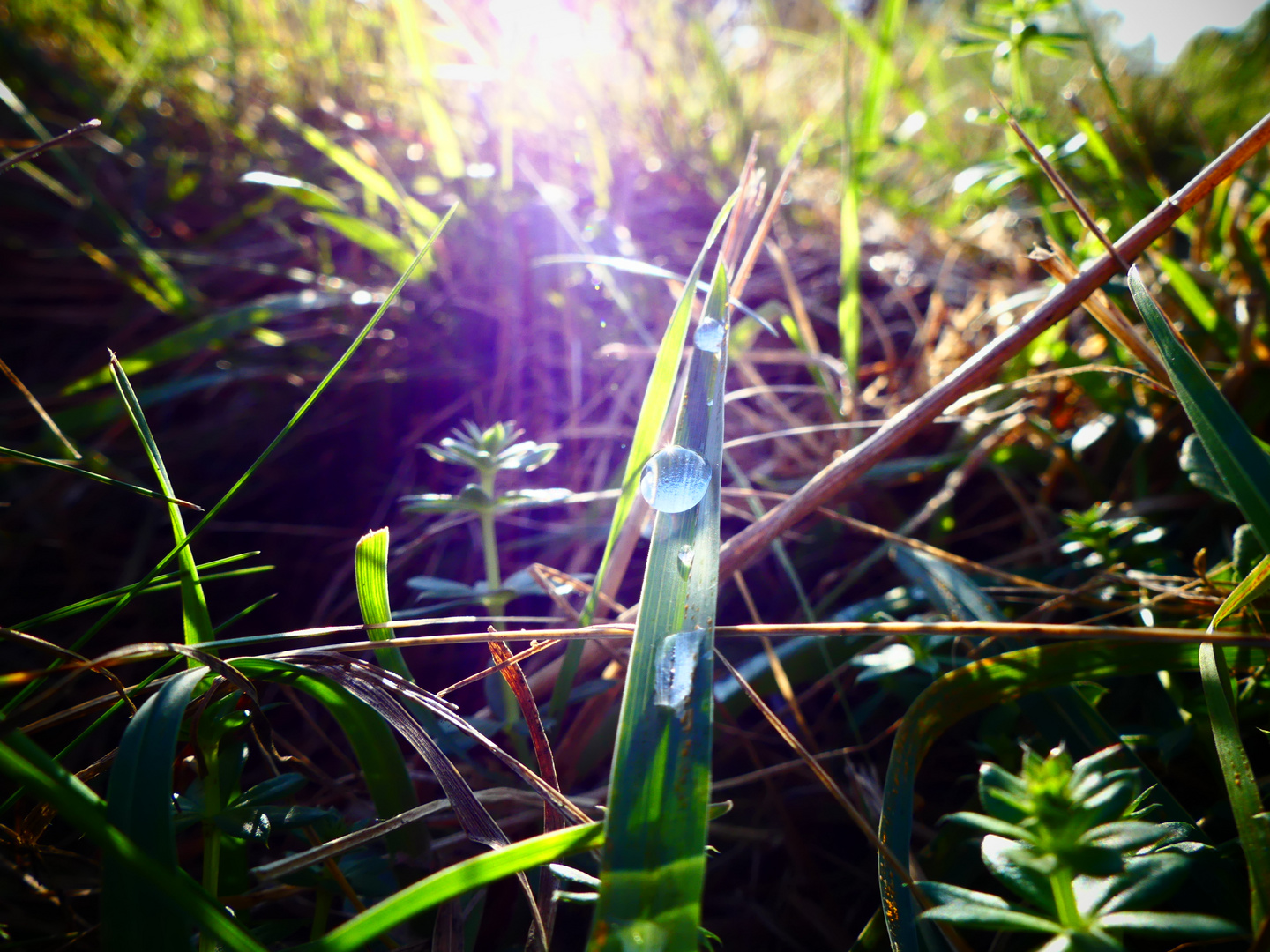 Himmelsträne im Sonnenlicht