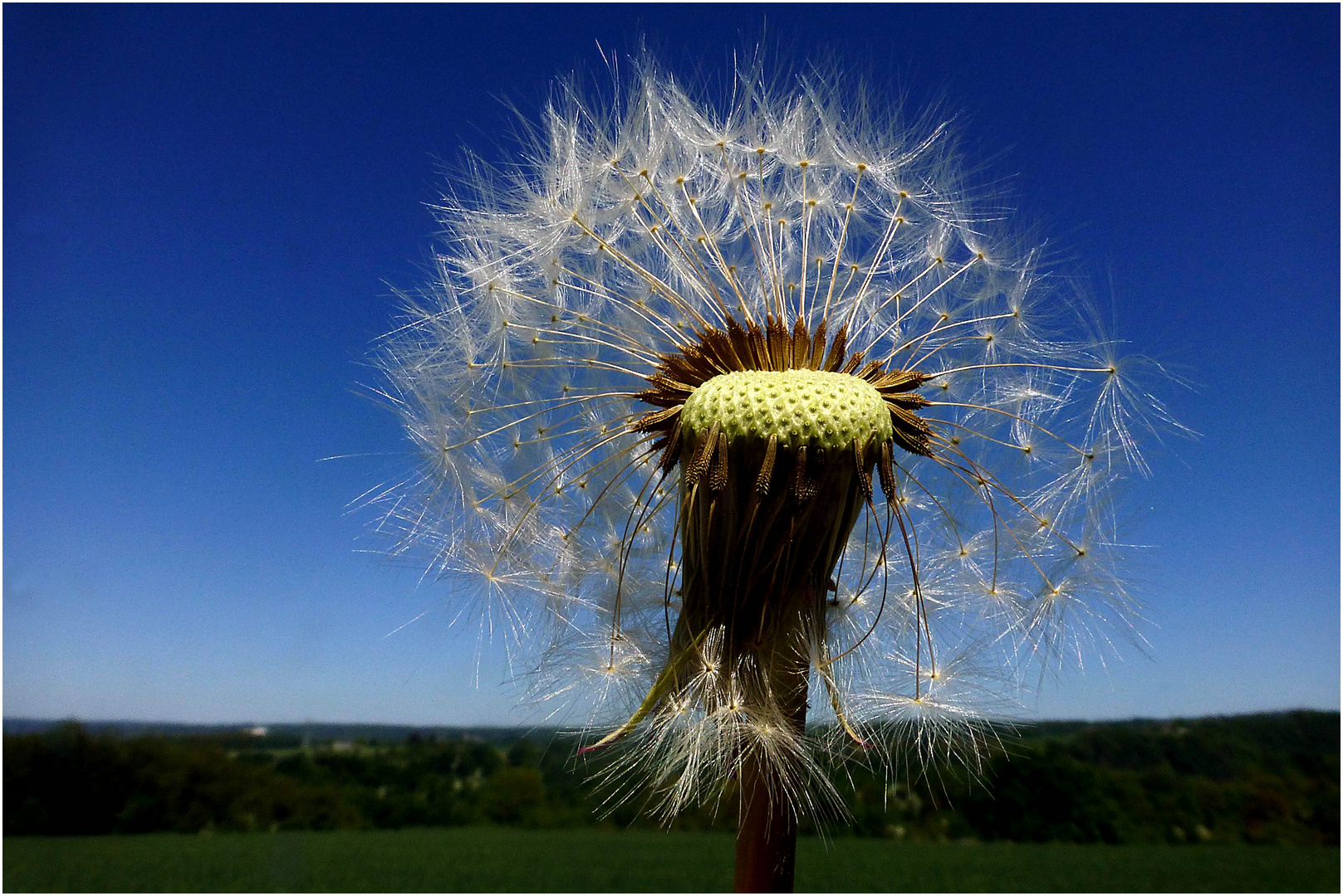 "Himmelwärts" (Sonnenkugel des Löwenzahns)