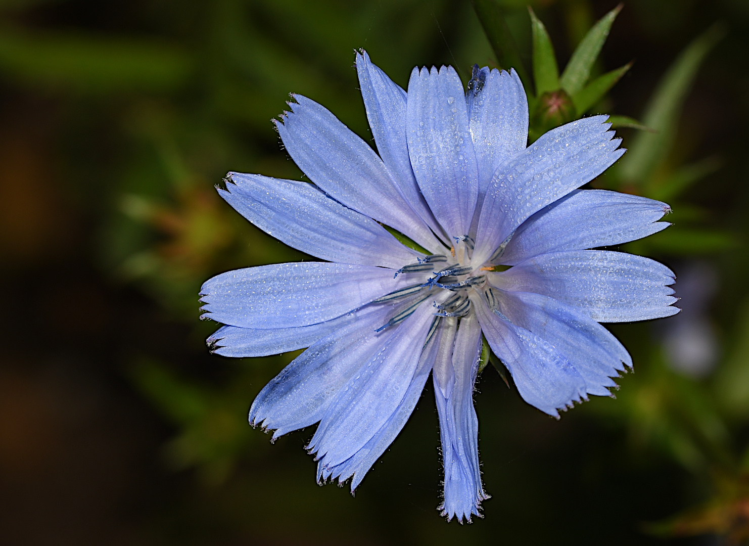 HIMMLISCH BLAU ...