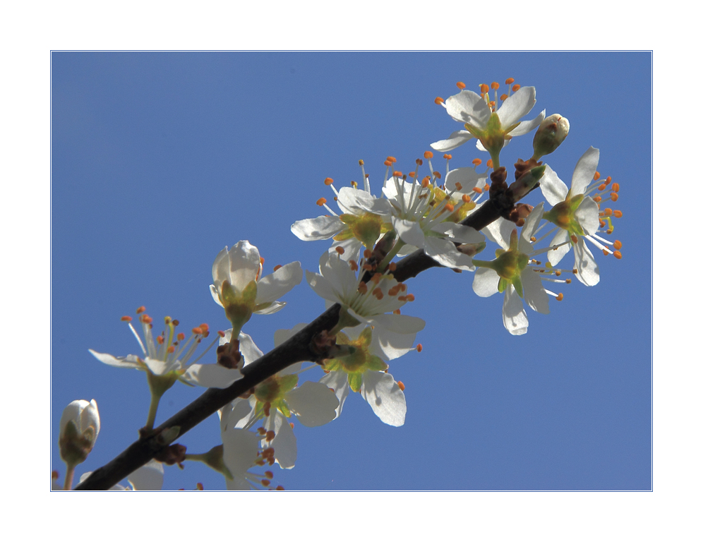 ...himmlisch, diese Kirschblüten...!