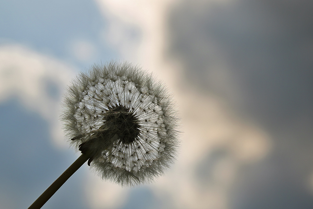 "himmlische" Pusteblume