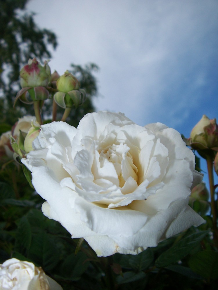 himmlische Rose