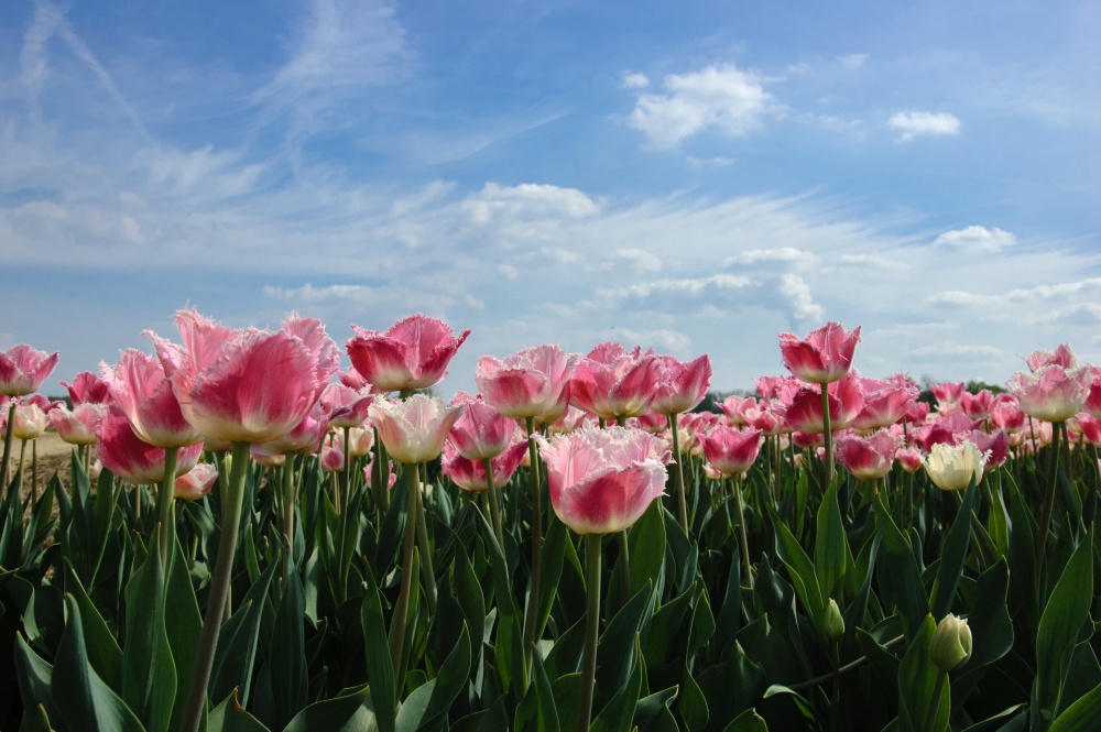 Himmlische Tulpen