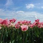Himmlische Tulpen