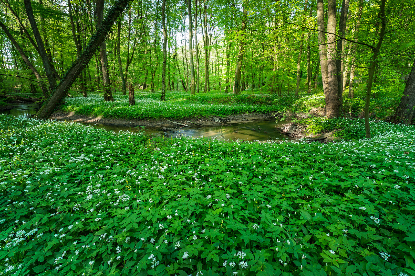 himmlischer Bärlauchteppich