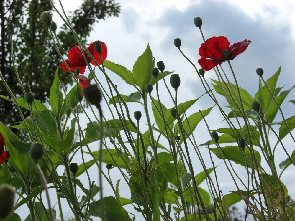 himmlischer Mohn