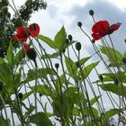 himmlischer Mohn