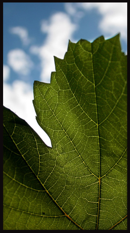 Himmlisches Blatt HDR