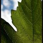 Himmlisches Blatt HDR