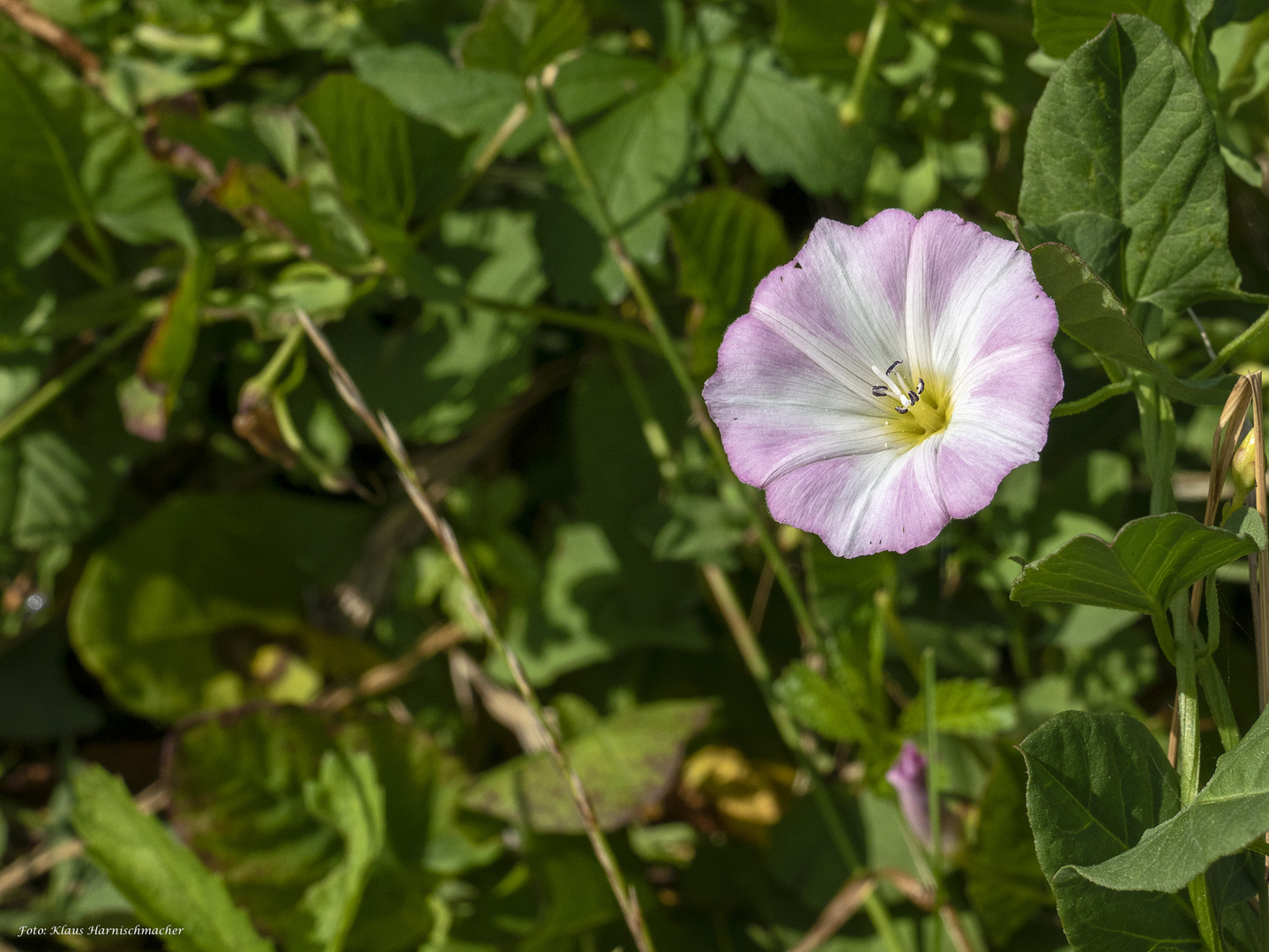 Hin zum Licht - Ackerwinde