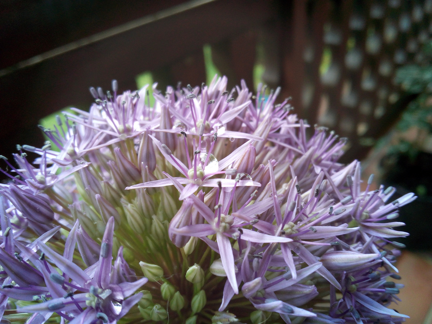 Hinab tauchen in die Blume