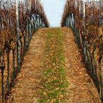 Hinauf in den Weinberg