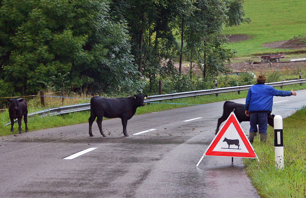 ..Hindernis.. Foto & Bild | tiere, tier und mensch, natur Bilder auf