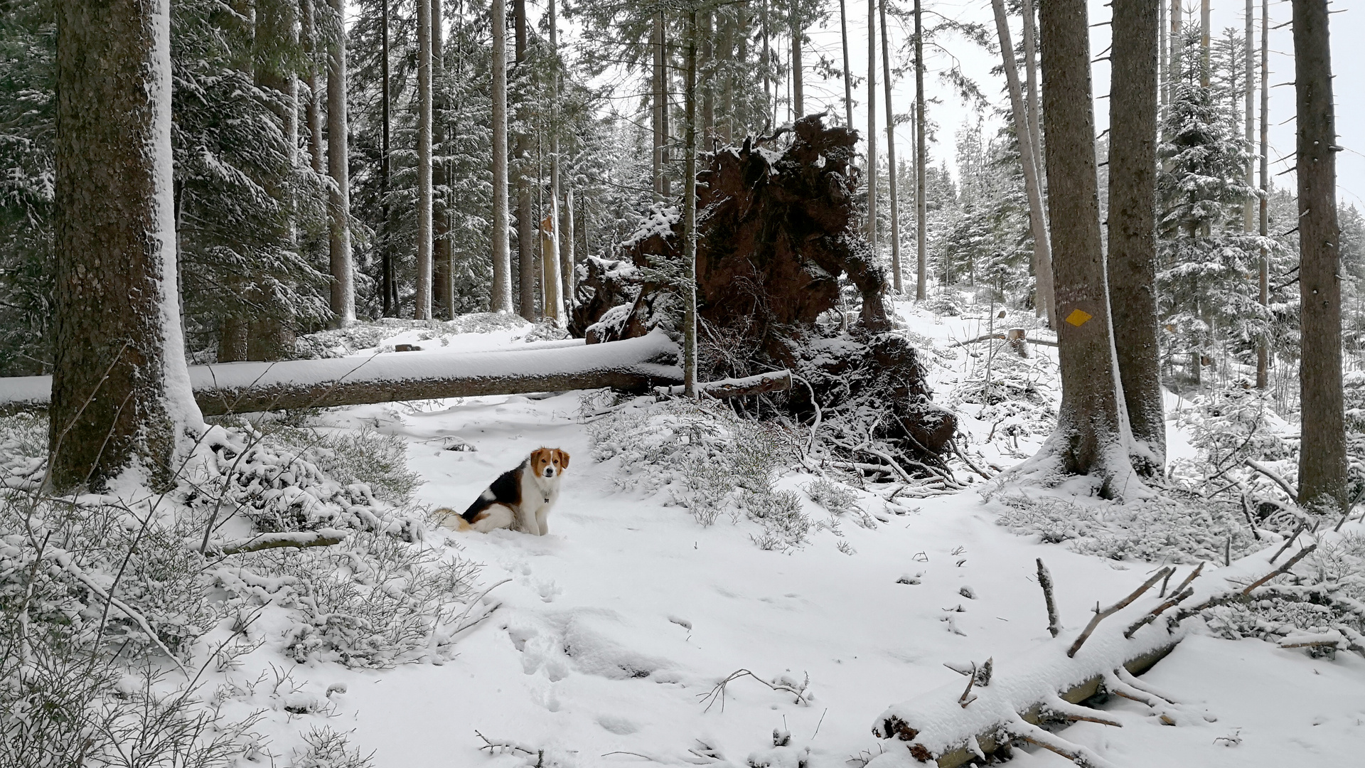 Hinderniss im Weg