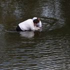 Hindu -Taufe in der Ruhr.