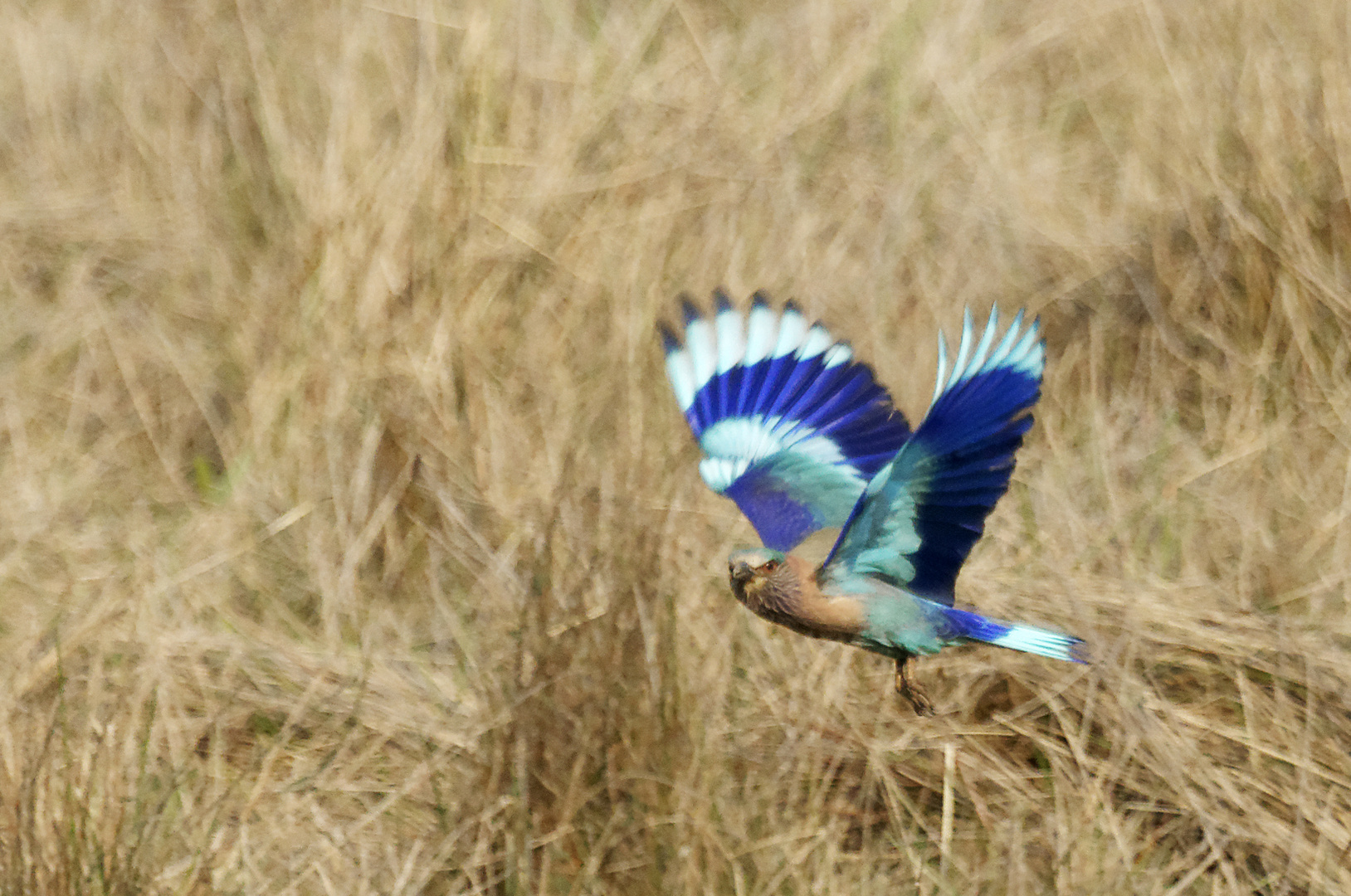 Hinduracke, Bandhavgarh NP, Indien