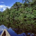 Hinein in den Amazonas-Regenwald 