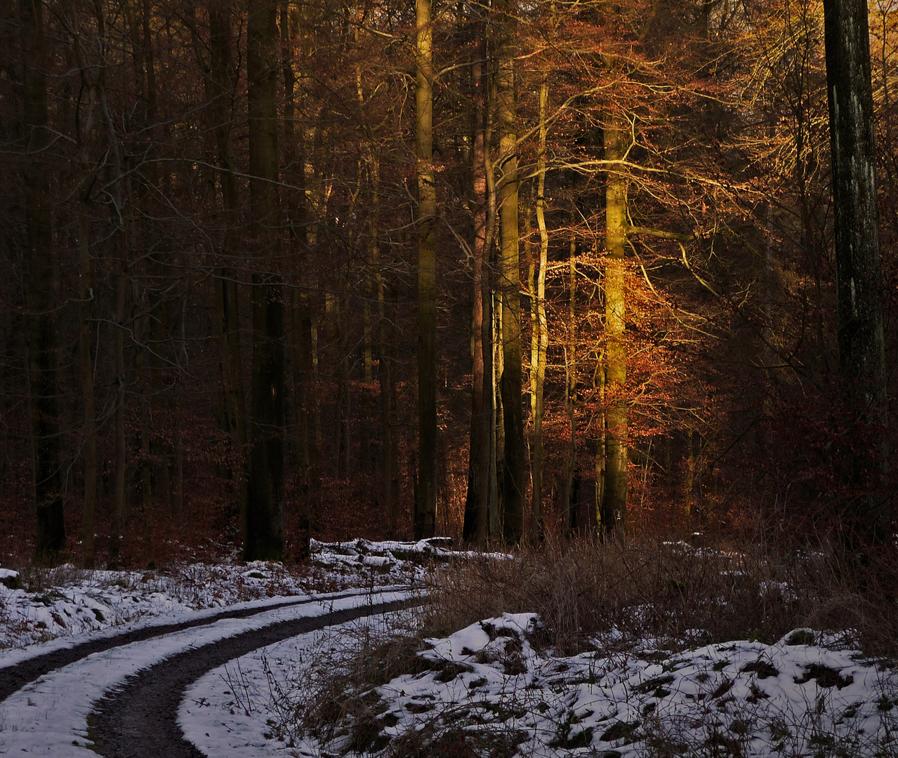 Hinein in den Bramwald