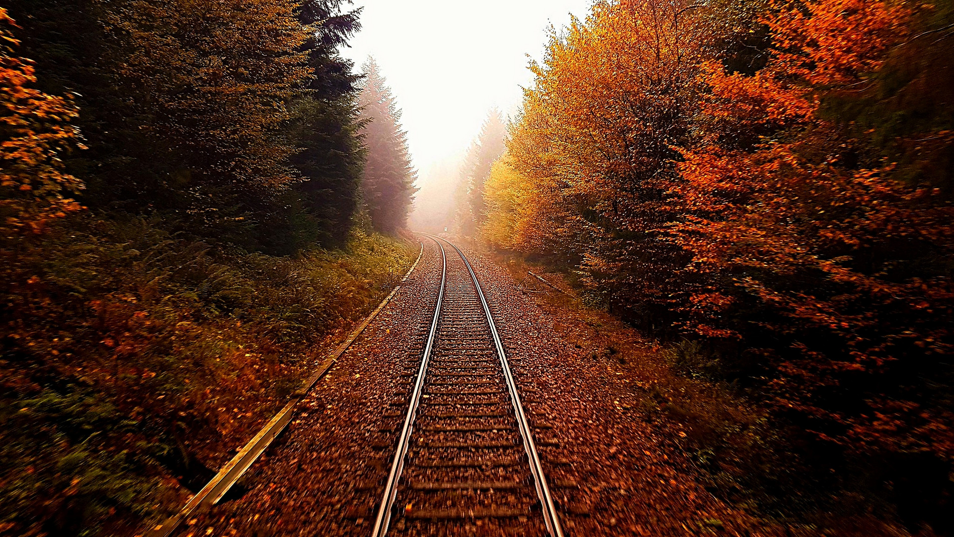 Hinein in den Herbstnebel