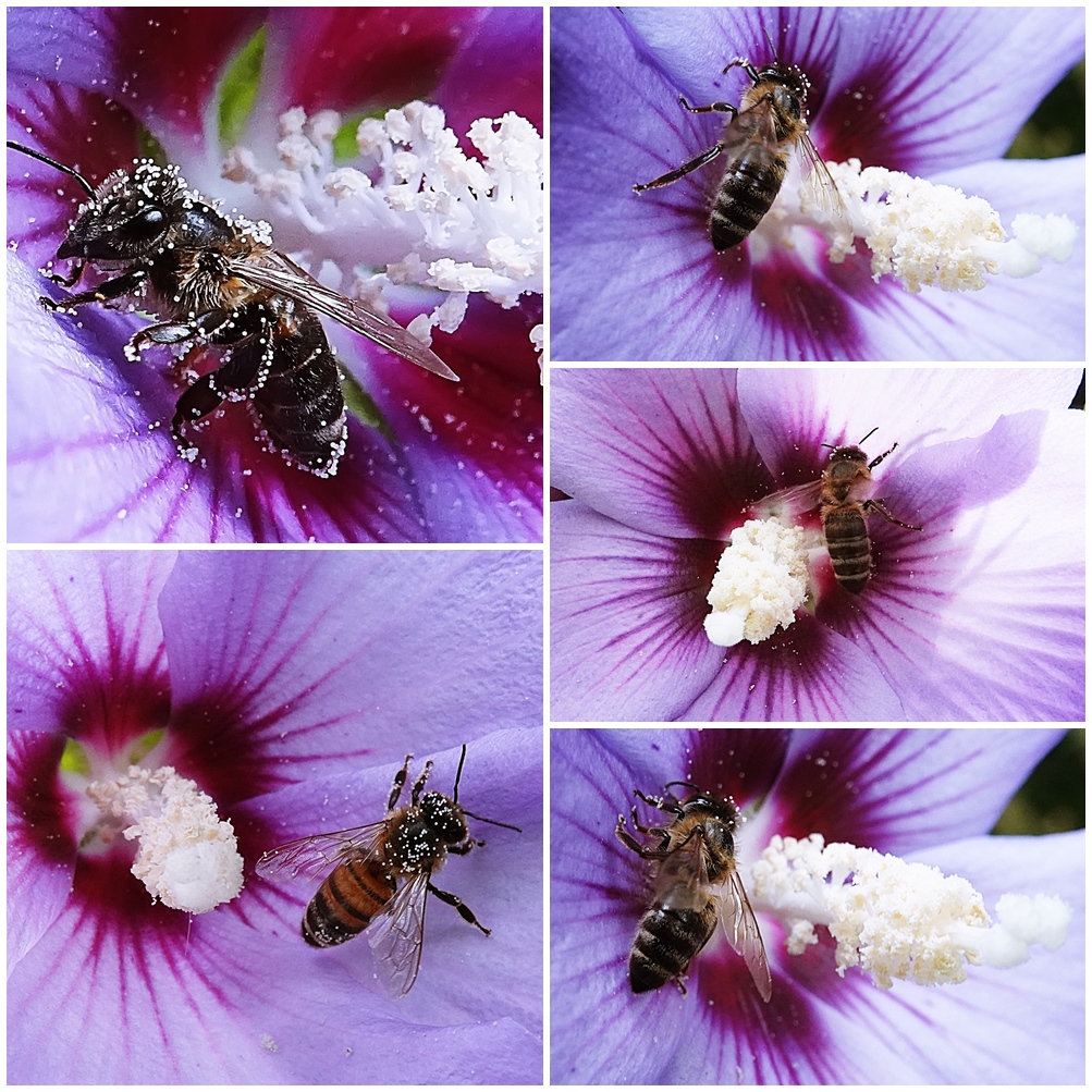 hinein in den Hibiskus 