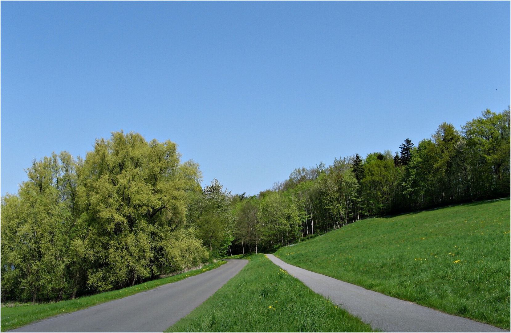 Hinein in den Maiwald