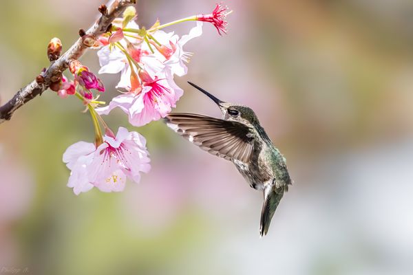 hinein ins Kirschblütenparadies…