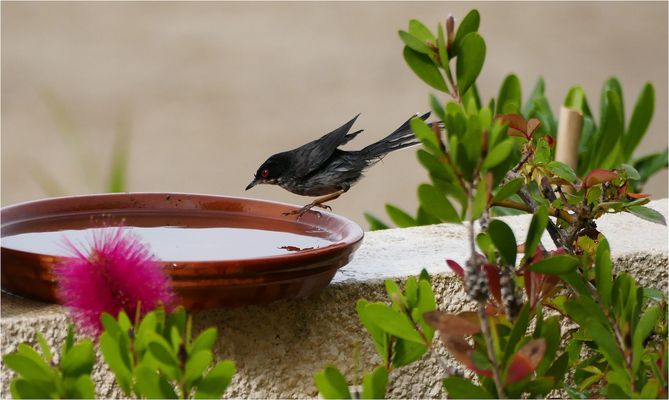 ...hinein ins kühle Nass