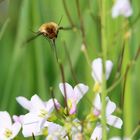 Hinein ins Nektarglück