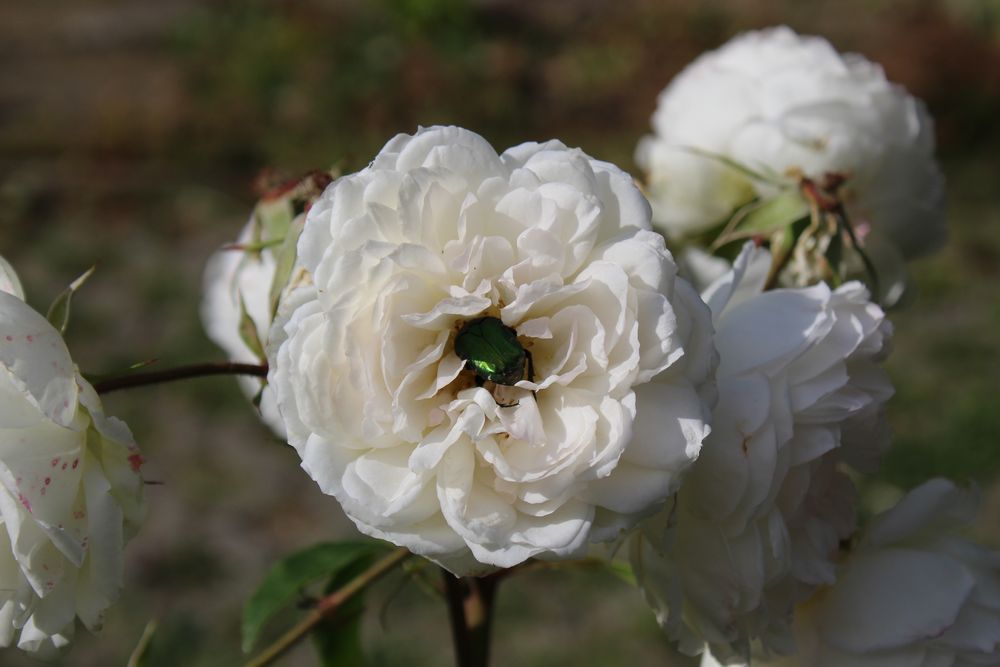 Hinein - ins neue Rosenjahr dachte der Rosenkäfer und verschand