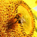 Hingabe und Hingebungsvolle ...oder: Sonne tanken... (6. der Serie Girasol)