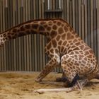 Hinlegen ist ganz schön schwierig für eine Giraffe