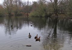 hinten am anderen Ufer ist ihr Nest